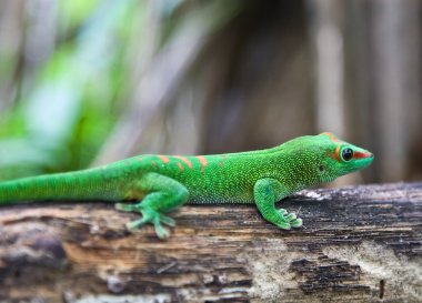 Green geko clipart