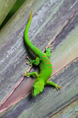 Madagascar gecko clipart
