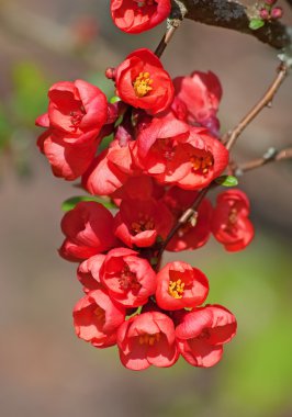 Red cherry flowers clipart