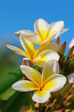 Plumeria (Frangipani) flowers clipart