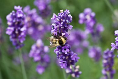 Bumblebee üzerinde lavanta