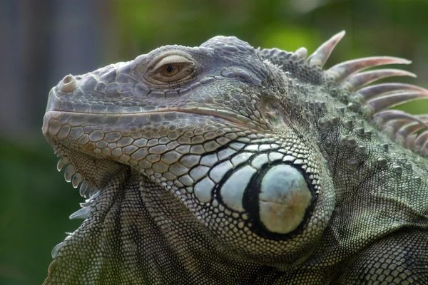 Retrato de iguana — Foto de Stock