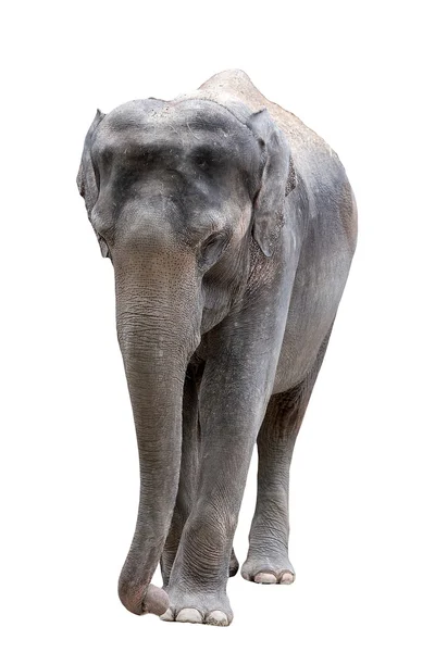 Afrikansk elefant - Stock-foto