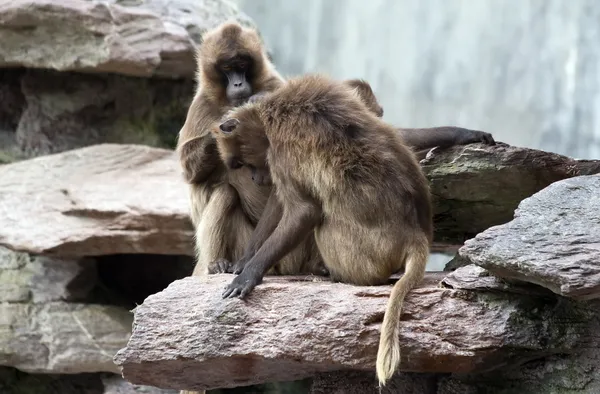 stock image Monkey family