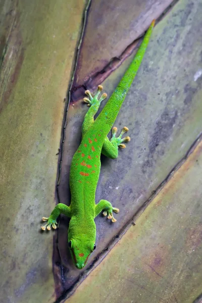 Madagaskar gecko — Stock fotografie