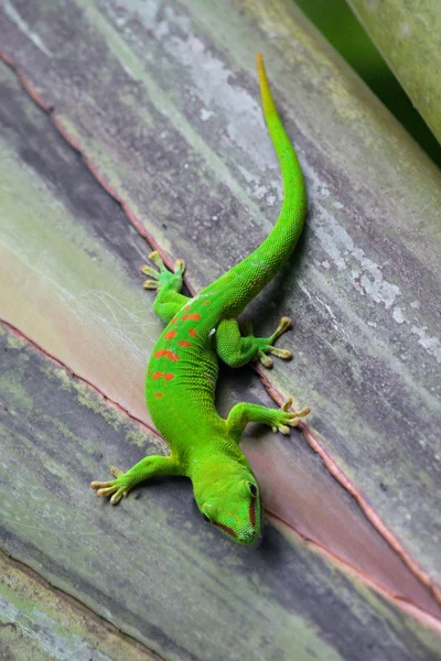 Madagaskar gecko — Zdjęcie stockowe