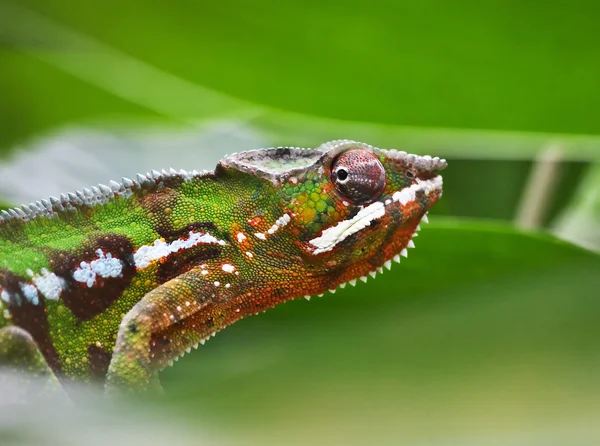 Kolorowe kameleon — Zdjęcie stockowe
