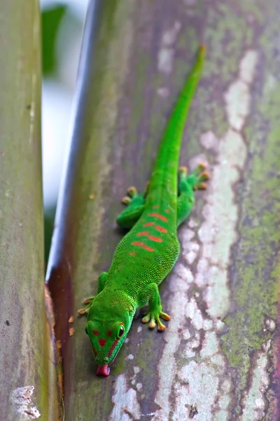 stock image Green gecko