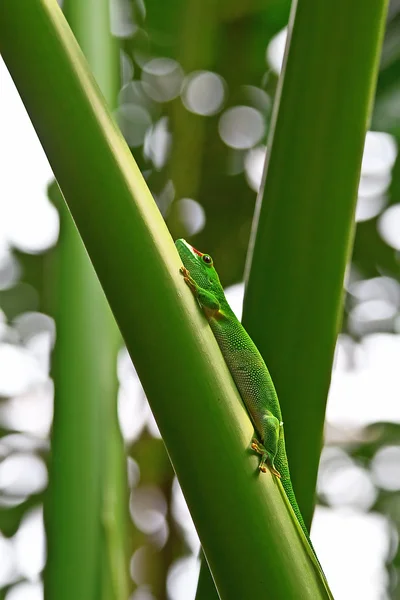 Grøn gekko - Stock-foto