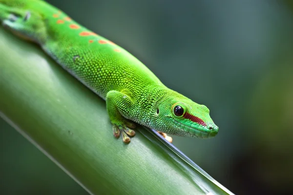 Zelená gecko — Stock fotografie