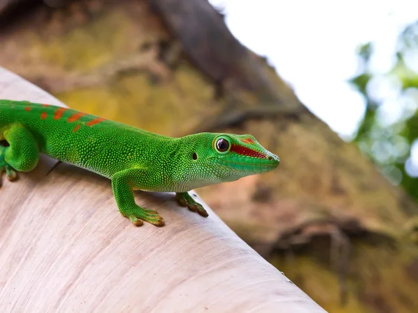 Зеленый геккон — стоковое фото
