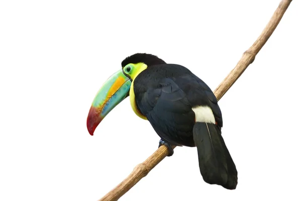 Colorful tucan — Stock Photo, Image