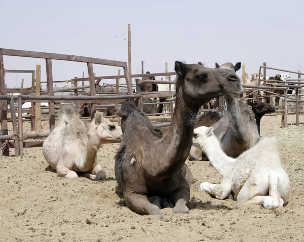 stock image Camel market