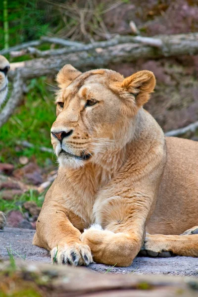 stock image Lioness