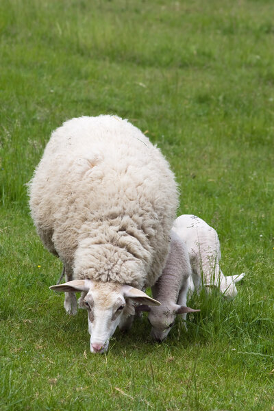 Sheep with two lambs