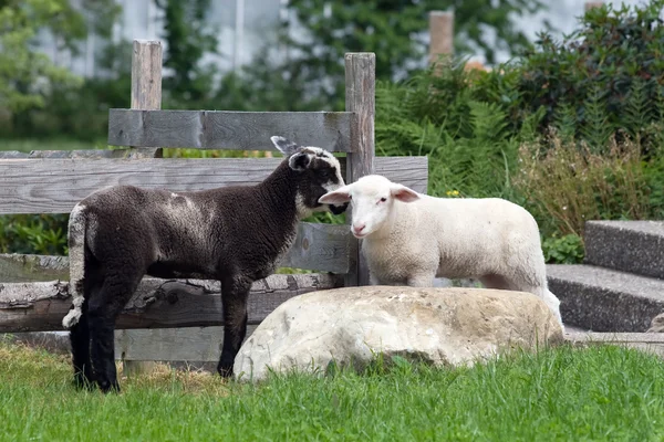 Cute lambs — Stock Photo, Image