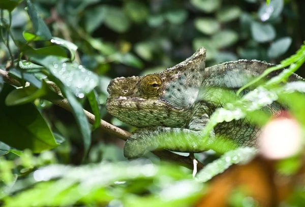 Kameleon olbrzymi — Zdjęcie stockowe