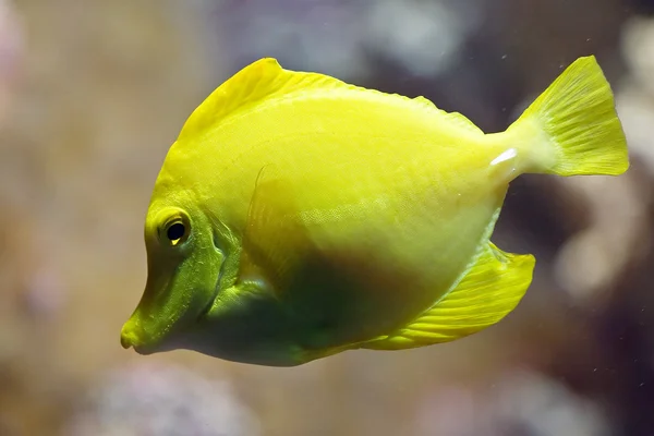 Peixe amarelo — Fotografia de Stock