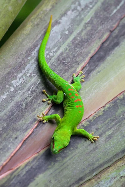 Madagascar gecko — Stock Photo, Image