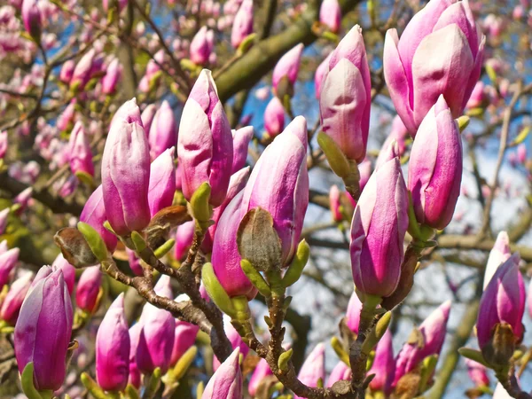 Magnolia — Zdjęcie stockowe