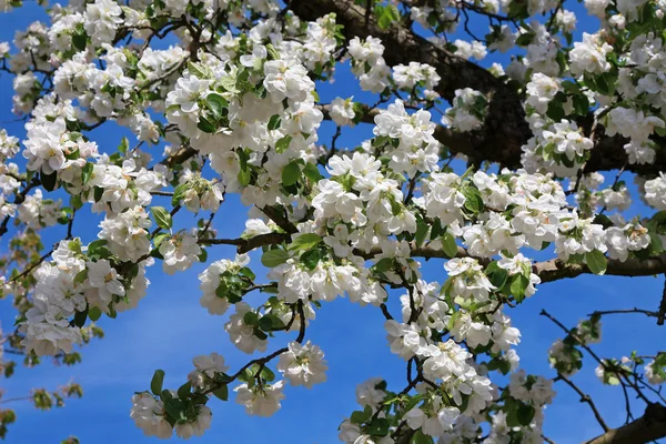 stock image Apple garden