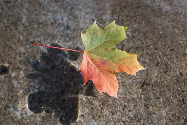 stock image Maple leaf