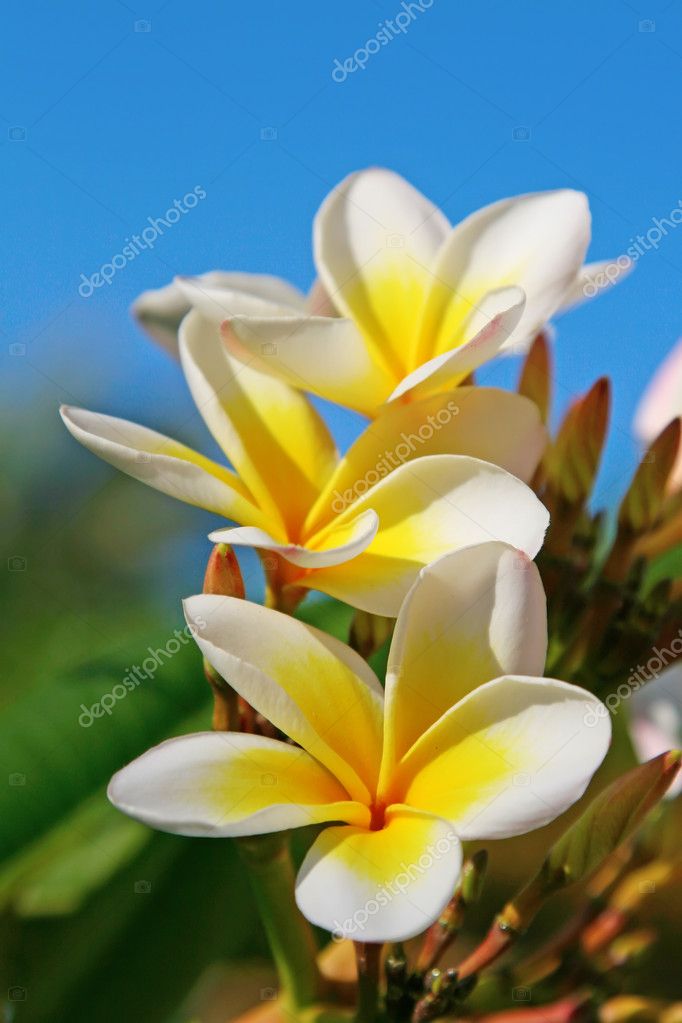 プルメリア フランジパニ の花 ストック写真 C Nataliglado