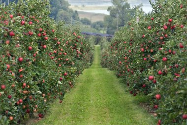 Apple garden clipart