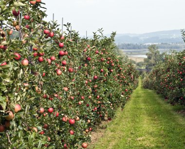 Apple garden clipart