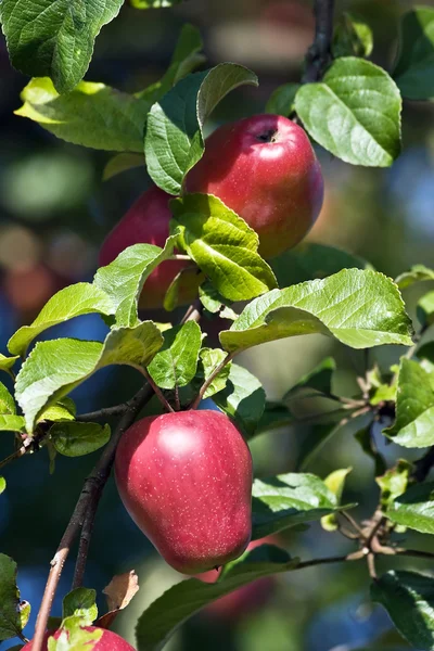 Applen puutarha — kuvapankkivalokuva