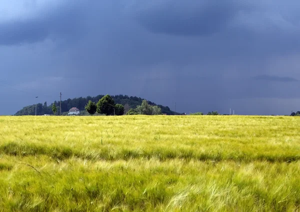 Thunderstorm coming to bread-corn field — Stock Photo, Image
