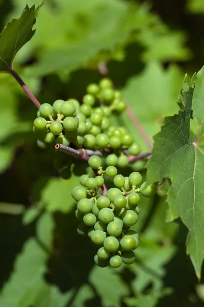 Ripening grapes — Zdjęcie stockowe