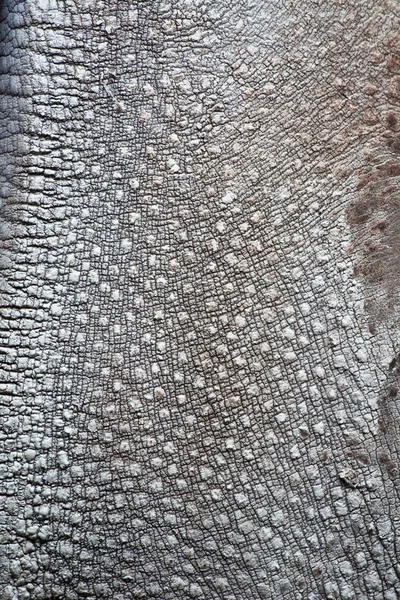 Носоріг шкіри — стокове фото