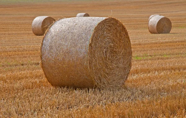 Golden Hay Bales — Stock Photo, Image