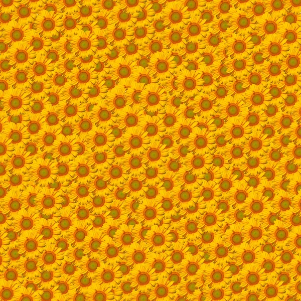 Tło słonecznika — Zdjęcie stockowe