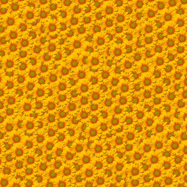Sunflower background