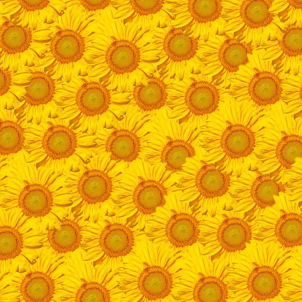 stock image Sunflower background