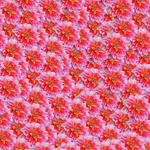 Dahlienblüten — Stockfoto
