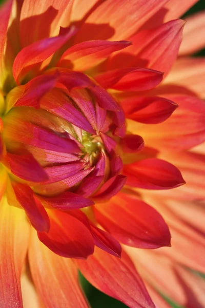 Dahlia blomma — Stockfoto