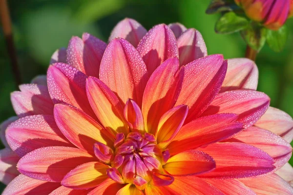 Dahlia blomma — Stockfoto