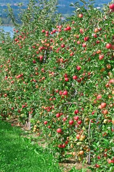 Apple garden — Stock Photo, Image