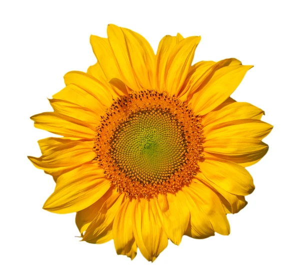 stock image Single sunflower head