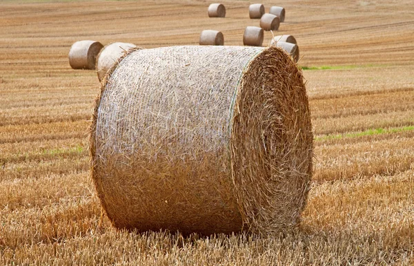 Straw on the field — Stock Photo, Image