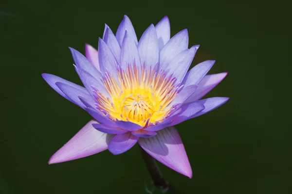 Lírio de água violeta — Fotografia de Stock