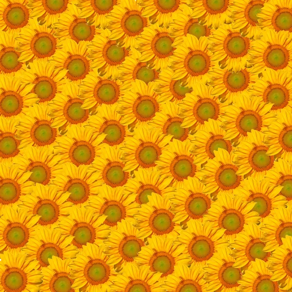 stock image Beautiful yellow Sunflower