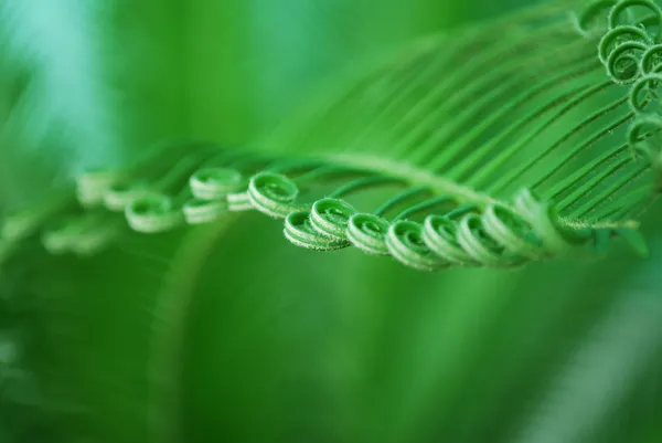 Young cycas leaf — Stock Photo, Image