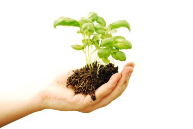 Hand with plant clipart