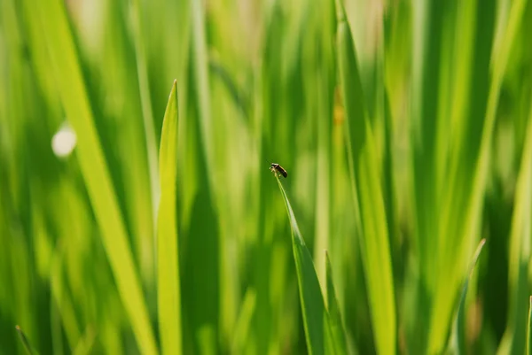 Bug on the leaf — Stock Photo, Image