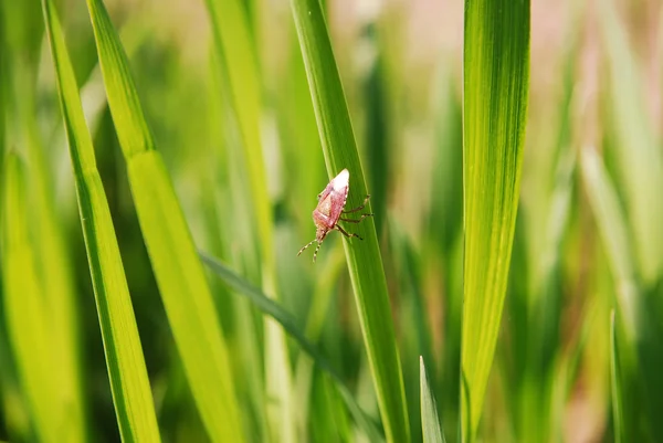 stock image Bug on the leaf