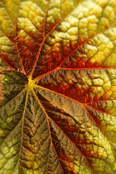 stock image Leaf closeup